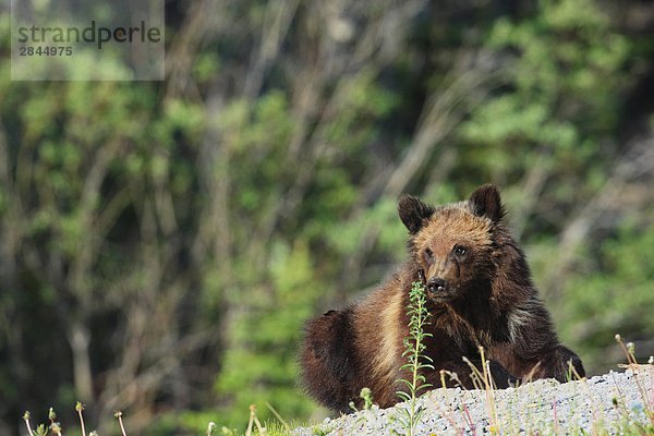 Eine junge Grizzlybär (Ursus Arctos Horribilis) Cub  Alberta  Kanada