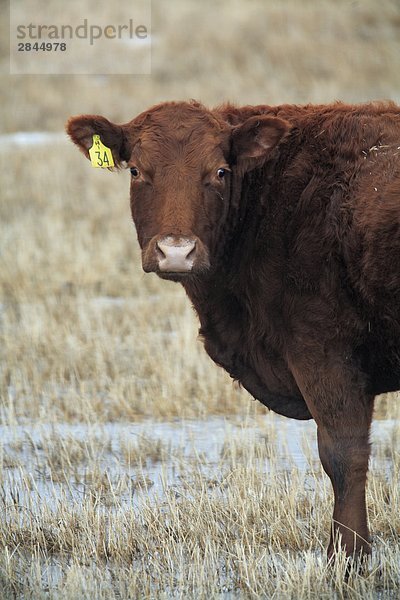 Tagged Kuh (Bos Taurus) im Feld  Alberta  Kanada