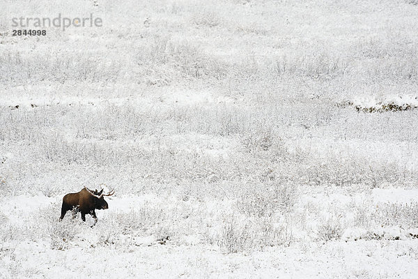 Bull Elch (Alces Alces) über ein Feld im Winter nach frischen Schnee  West-Kanada
