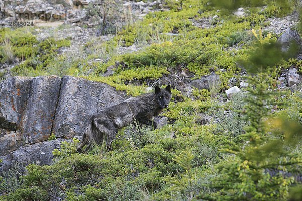 Wild Timber Wolf (Canis Lupus) in den Rocky Mountains  West-Kanada