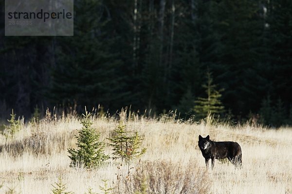 Wild schwarz Timber Wolf (Canis Lupus) auf einer Wiese im Herbst  West-Kanada