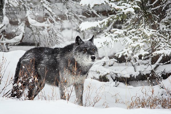 Wild Silber Timber Wolf (Canis Lupus)  West-Kanada