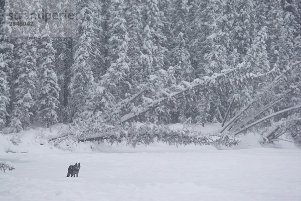 Grauwolf Canis lupus pambasileus Winter Blizzard Fluss ungestüm Mittelpunkt gefroren