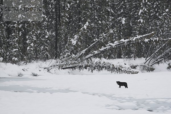 Wild schwarz Timber Wolf (Canis Lupus) auf einem gefrorenen Fluss in West-Kanada