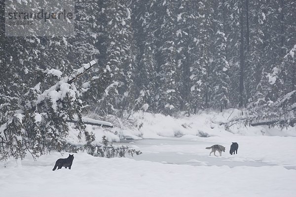 Nationalpark Winter Fluss ungestüm Holz Wolf Canis lupus Alberta Banff Kanada gefroren