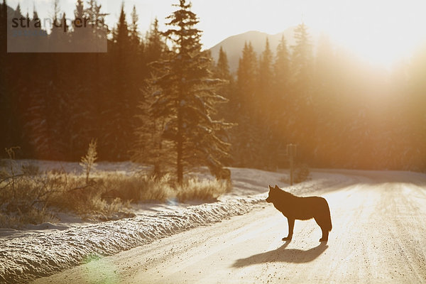 Grauwolf Canis lupus pambasileus Fernverkehrsstraße Banff Nationalpark Alberta Kanada