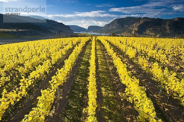 Blue Mountain Vineyard in Herbst  Okanagan Falls  Okanagan Valley  British Columbia  Kanada