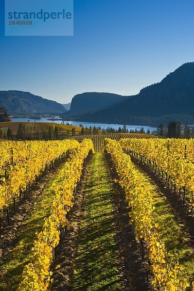 Blue Mountain Vineyard in Herbst  Okanagan Falls  Okanagan Valley  British Columbia  Kanada