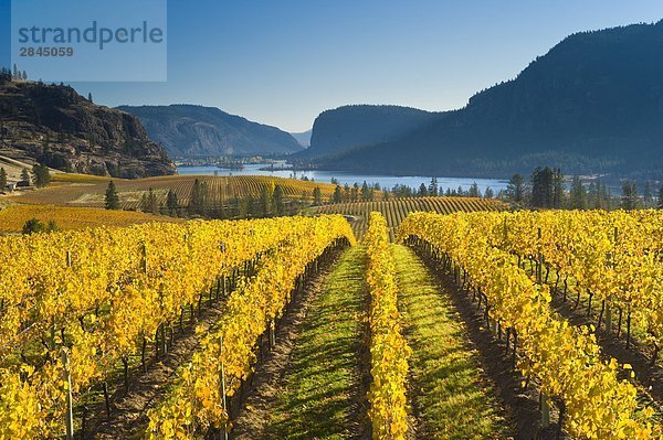 Blue Mountain Vineyard in Herbst  Okanagan Falls  Okanagan Valley  British Columbia  Kanada