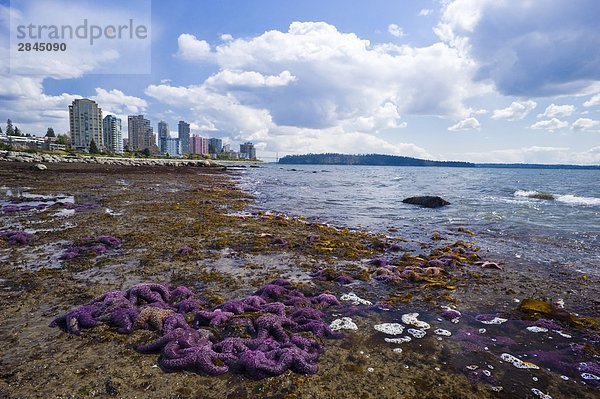 Purple Starfish on the Beach  West Vancouver  British Columbia  Kanada