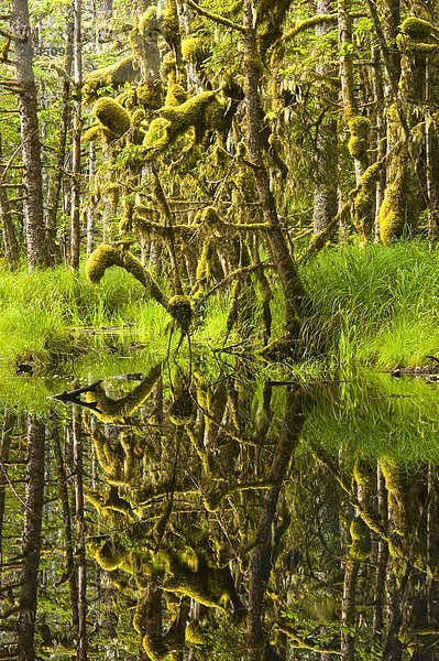 Sumpf  Naikoon Provincial Park  Queen Charlotte Islands  British Columbia  Kanada