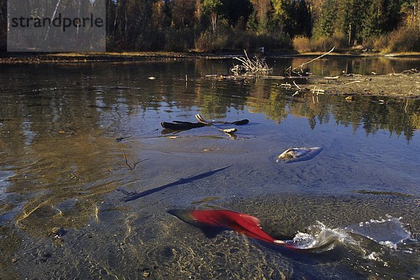 Rotlachs (Oncorhynchus Nerka) während der Herbst Laichen ausführen  Adams River  British Columbia  Kanada