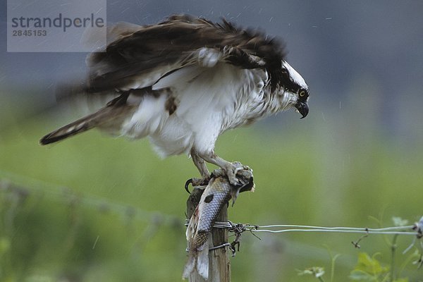 Osprey (Pandion Haliaetus) mit Fisch und shaking Regen off Gefieder in der Nähe von Osoyoos  British Columbia  Kanada