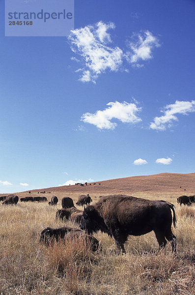 Plains Bison (Bison Bison Bison)  Custer State Park  South Dakota  USA