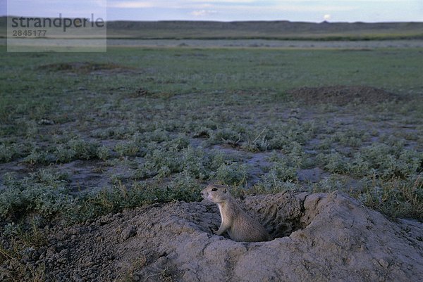 Schwarz-tailed von Präriehund (Cynomys Ludovicianus) bei Burrow  Grasslands-Nationalpark  Saskatchewan  Kanada