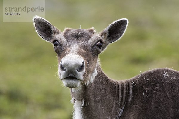 Woodland Caribou (Rangifer Tarandus) in der Nähe von St. Shott  Halbinsel Avalon  Neufundland  Kanada