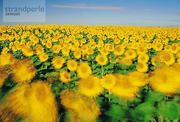 Windig Sonnenblume (Helianthus Annuus) Feld in der Nähe von Winnipeg  Manitoba  Kanada