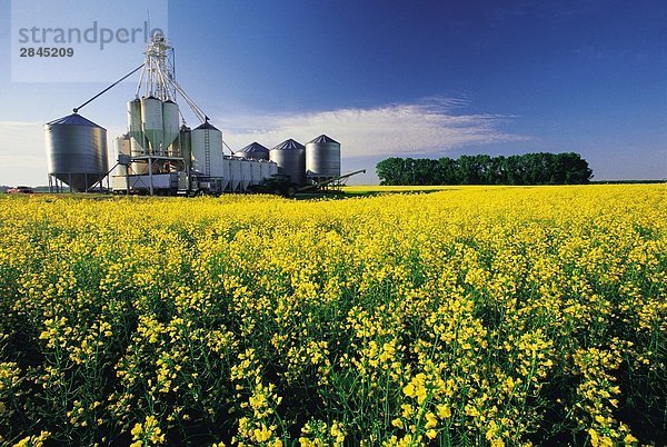 Blühenden Raps Feld mit feed Mühle im Hintergrund in der Nähe von Niverville  Manitoba  Kanada