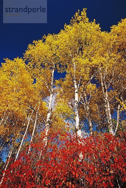 Aspen Herbstbäume entlang des Whiteshell Whiteshell Provincial Park  Manitoba  Kanada
