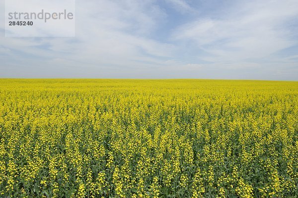 Canola-Feld in der Nähe der Stadt zwei Hills  Alberta  Kanada