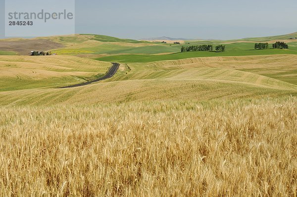 Weizen Ernte in der rollenden Farmland der Palouse  Washington  USA