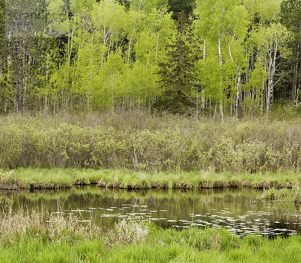 Aufkommende Gräser am Ufer des Fairbank Creek  mit Spring Espen  Whitefish  Ontario  Kanada