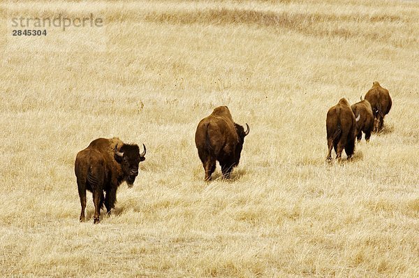 Amerikanischer Bison (Bison Bison) in Grasland Landschaft  Watford City  North Dakota  USA