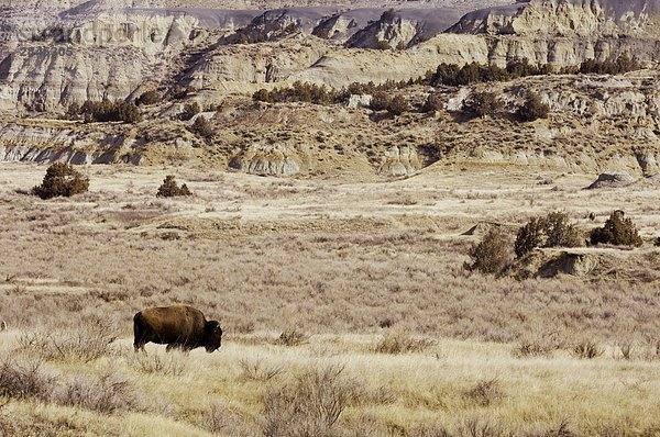 Amerikanischer Bison (Bison Bison) in Badlands Landschaft  Watford City  North Dakota  USA