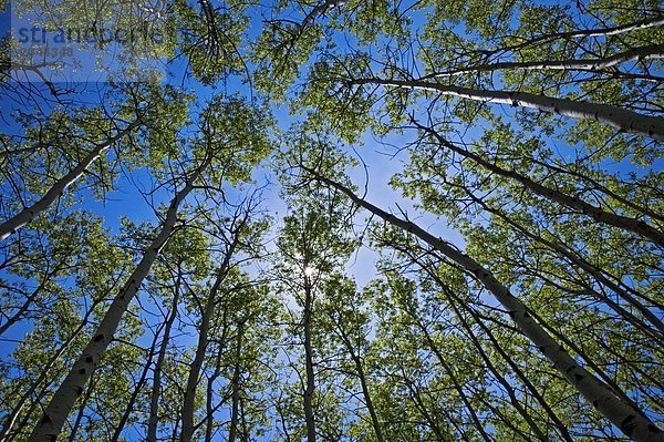 Auf der Suche nach oben in aspen Grove mit aufstrebenden Frühling Laub  Sudbury  Ontario  Kanada