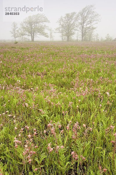 Hochland Alvar Weide mit blühenden Prairie Rauch (Geum Triflorum) und Eichen im Nebel  wenig Strom  Manitoulin Island  Ontario  Kanada