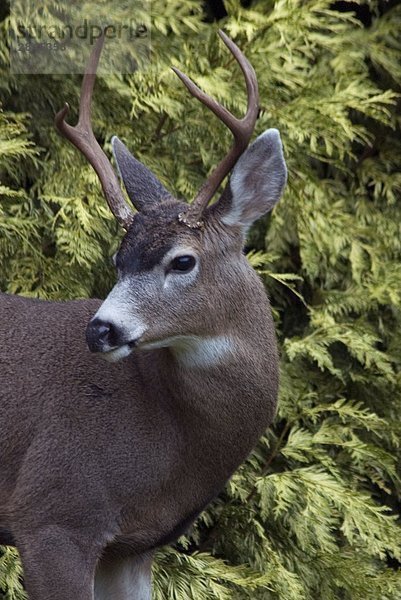 Blacktail Deer (Odocoileus Hemionus) sind häufig auf Saanich-Halbinsel in der Nähe von Victoria  Vancouver Island  British Columbia  Kanada