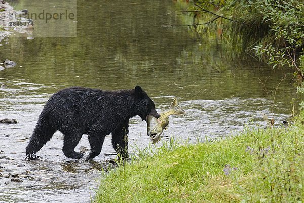 Adult Schwarzbär (Ursus Americanus) mit Ketalachs es gerade gefangen hat  Fish Creek  Tongass National Forest  Alaska  USA