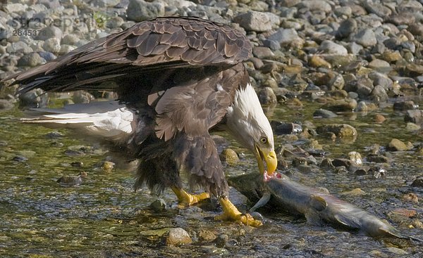 Adult Bald Eagle (Haliaeetus Leucocephalus) ziehende Ketalachs in Richtung Küste  Fish Creek  Tongass National Forest  Alaska  USA