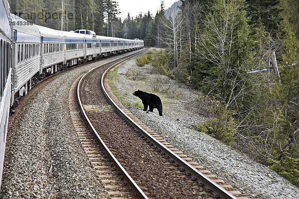 Schwarzbär (Ursus Americanus) stehen neben Bahnschienen und verschieben trainieren in British Columbia  Kanada