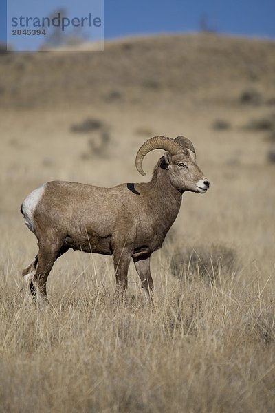 Männlich California Dickhornschaf (Ovis Canadensis Californiana) roaming Mutterschafe während der Brunft  Chilcotin Plateau  British Columbia  Kanada zu finden