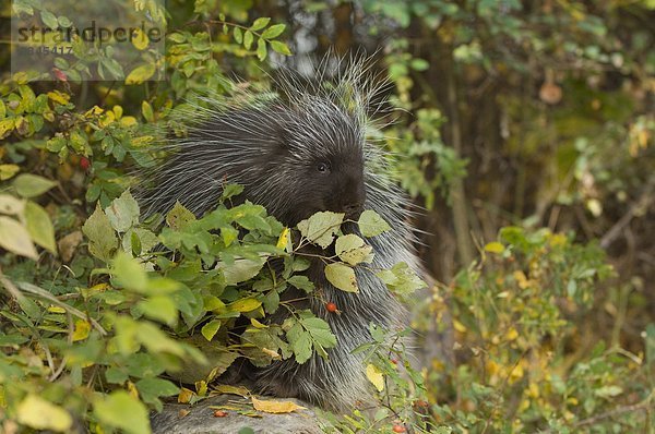 Porcupine (Erethizon Dorsatum) Knabbereien auf wild Hagebutten im Herbst  Montana  USA
