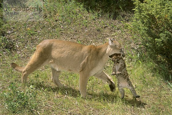 Weibliche Puma (Puma Concolor) führt ihre 5 Wochen alten Katzenjunges  Montana  USA