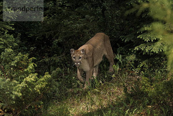 Puma (Puma Concolor) entsteht in Waldlichtung  Montana  USA