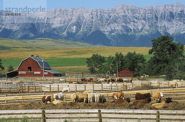 Viehranch in Ausläufern der Rocky Mountains  Alberta  Kanada.