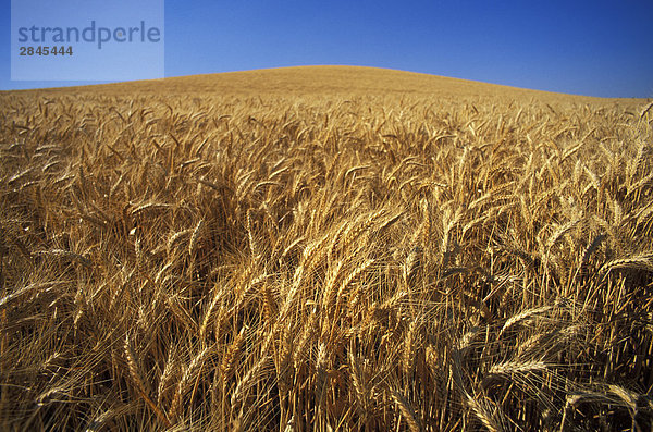 Landwirtschaft reif Weizen Feld mit blauer Himmel  British Columbia  Kanada.