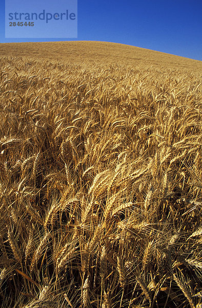 Landwirtschaft reif Weizen Feld mit blauer Himmel  British Columbia  Kanada.