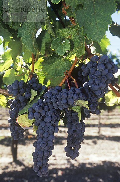 Frische Weintrauben in einem Weinberg  Okanagan  British Columbia  Kanada.