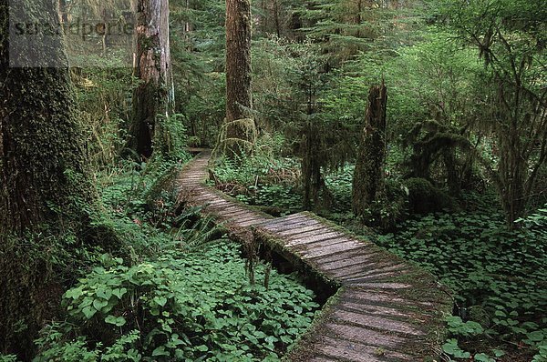 Cedar Boardwalk durch Tal unten  Carmanah Tal  Vancouver Island  British Columbia  Kanada.