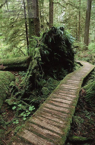 Cedar Boardwalk durch Tal unten  Carmanah Tal  Vancouver Island  British Columbia  Kanada.