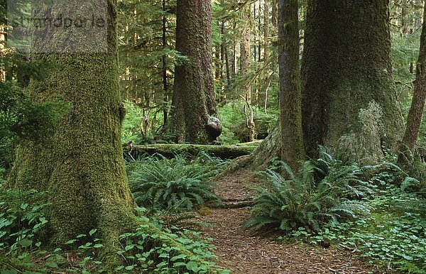 Carmanah Täler  Stoltman Grove  Vancouver Island  British Columbia  Kanada.