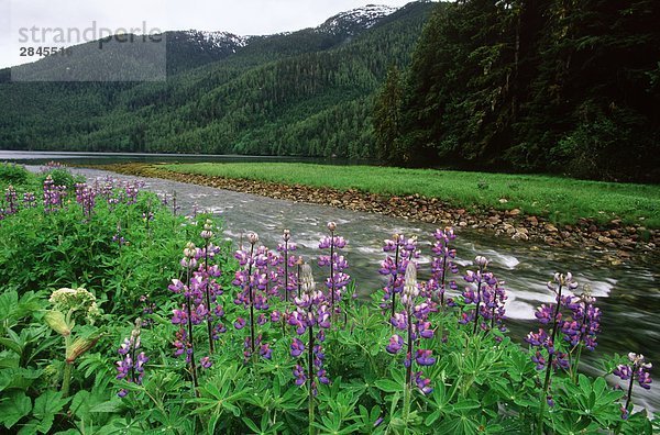 Central Coast entlang Inside Passage  Altanash Mündung mit Lupines   British Columbia  Kanada.