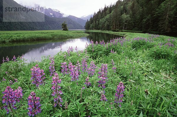 Entlang Inside Passage  Altanash Mündung mit Lupines   Central Coast  British Columbia  Kanada.