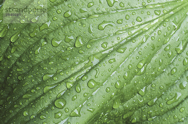 Regentropfen auf breites grün Leaf.  British Columbia  Kanada.