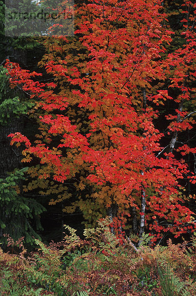 Vine Maple dreht crimson im Oktober  British Columbia  Kanada.