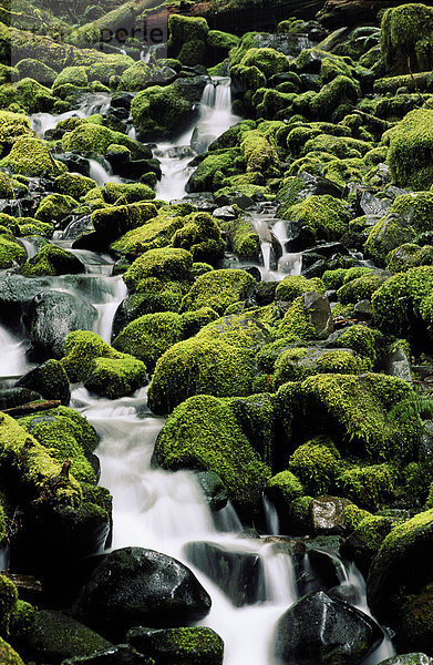 Carmanah Valley Rainforest Creek entwässert über mossy Rocks und -Protokolle  Vancouver Island  British Columbia  Kanada.